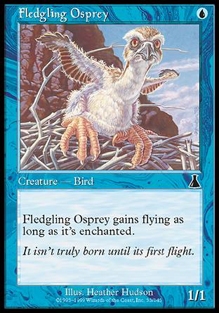Fledgling Osprey/~TS-DR[503082]